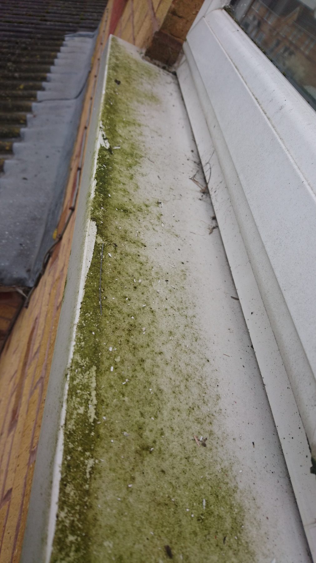 A gutter run choked with thick green moss and debris before clearing