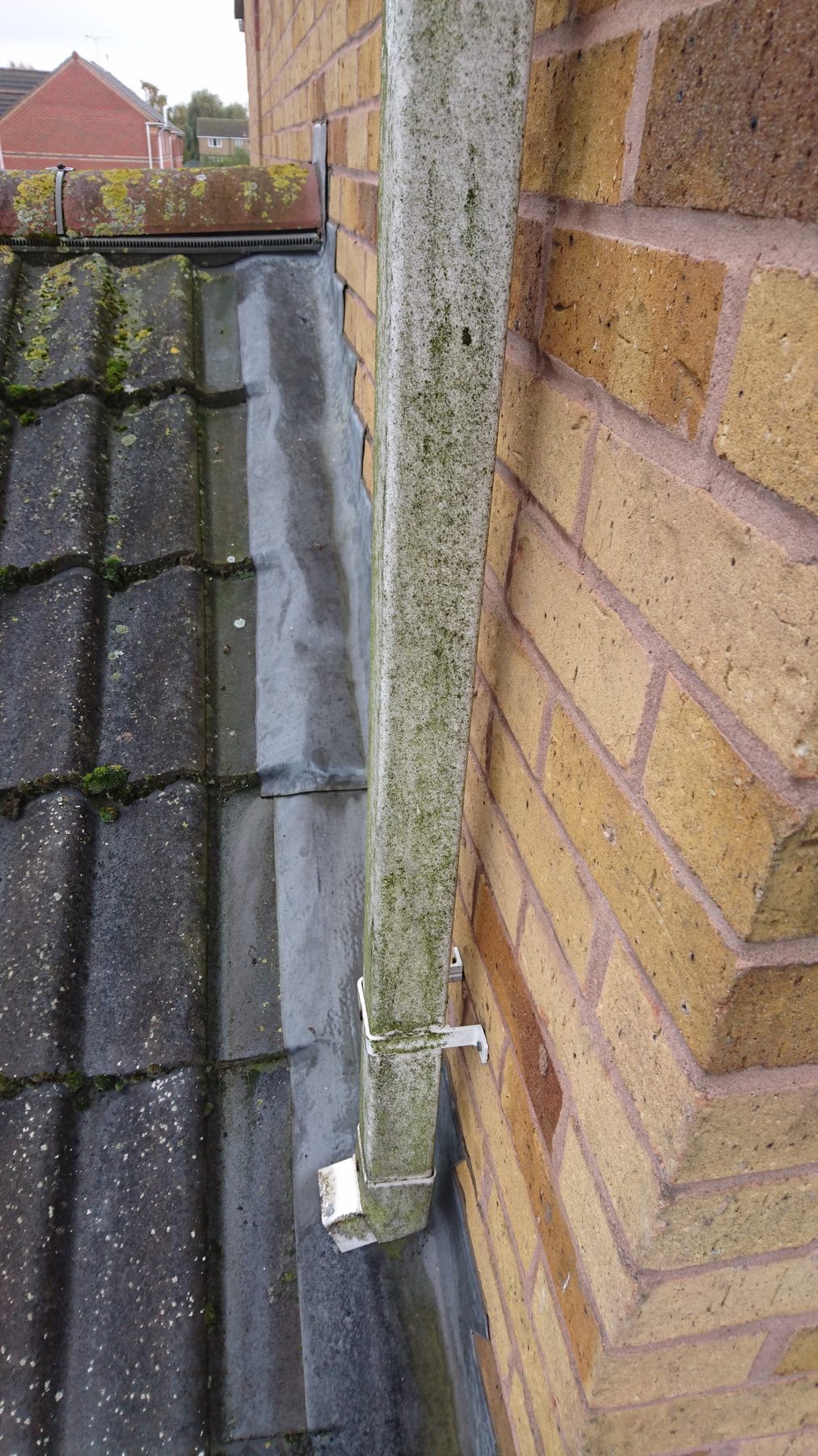 A downpipe green with algae against yellow brick before cleaning